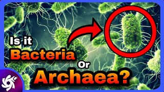 Differences Between Bacteria And Archaea [upl. by Eanert]