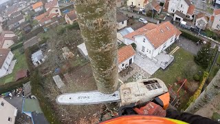 Démontage dun Peuplier 25M  STIHL MS 201 [upl. by Syned]