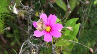 LAMBDA  Autographa gamma  Jour et Nuit  BRUITX [upl. by Ecitnirp249]