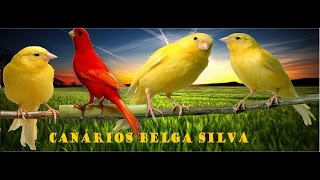 FÊMEA DE CANÁRIO BELGA PIANDO PRA ESQUENTAR [upl. by Acirre]