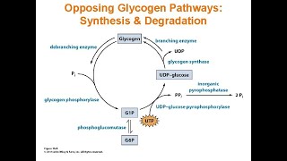 Lecture on Glycogenesis and Glycogenolysis [upl. by Eilra668]