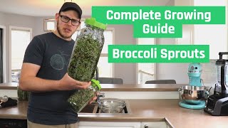 The Right Way To Grow Broccoli Sprouts  Complete Sprouting Guide [upl. by Fairman]