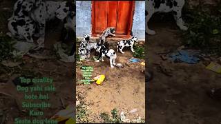 great dane  harlequin great dane  cheapest price dog sale  greatdane dog ytshorts shorts [upl. by Fugere]