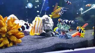 Seahorse Aquariums shop Dublin 22 Ireland [upl. by Aihsatan]