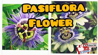 Beautiful Passiflora Flower [upl. by Letsyrhc]