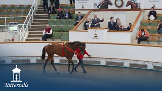 Tattersalls December July Sale 2024 Day 3 Review [upl. by Lindblad]