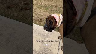 180lbs Boerboel Tragically has Ear Ripped off Subscribe to see Who amp How this Happened boerboel [upl. by Berwick246]