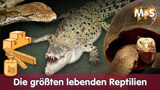 Die größten lebenden Reptilien 🦎🐍 [upl. by Schinica]