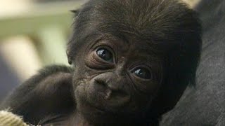 CUTE Adorable baby gorilla meets his sister [upl. by Zorine]