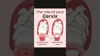 The role of cervix cervixreels biology medicalnursing [upl. by Walston]