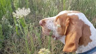 Bracco Italiano su quaglie di ripasso [upl. by Elroy]