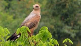 Savanna Hawk  Buteogallus meridionalis  Colombian Hawks  Birding around colombia [upl. by Daniels]