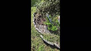 Plant bed clean up Lake Mary Florida November 15th 2024 [upl. by Steel]