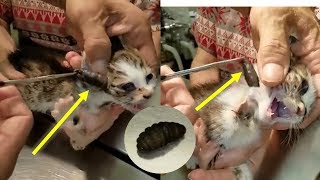 Cat Rescue  Botfly Larva Removed From Cats 2 [upl. by Etnoval]