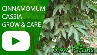 Cinnamomum cassia  grow amp care Cinnamomum aromaticum [upl. by Hwu]