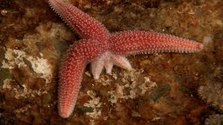 Starfish Limb Regeneration [upl. by Hsaniva]