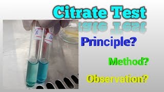 Citrate Test Microbiology [upl. by Ianaj]