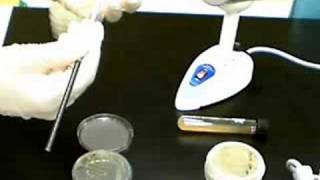 Subculturing Bacterial Stock [upl. by Idell]