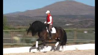 Majestic Andalusian PRE stud stallion  WWWHORSESPRECOM [upl. by Zorine]