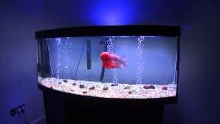 Flowerhorn Fish RoomThey Crazyyyyy [upl. by Enrichetta]