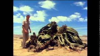 Welwitschia of the Namib desert is truly a bizarre plant a living fossil [upl. by Schiro469]