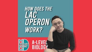 ALevel Biology  How does the lac operon work [upl. by Ahkihs864]