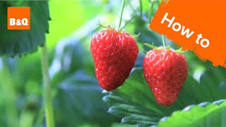 How to grow amp harvest strawberry plants [upl. by Mungam972]