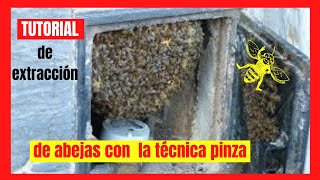 TUTORIAL 👁‍🗨 de extracción de panal de abejas con la TÉNICA PINZA ✅ ✅ [upl. by Rosie194]