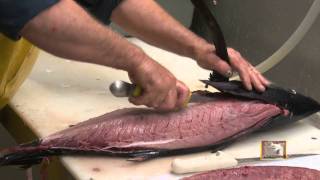 Loining an Albacore Tuna with Captain Miltmp4 [upl. by Atteiram]