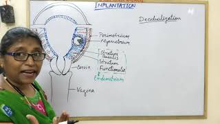 Decidualization amp Types of Decidua [upl. by Tigram]