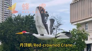 Redcrowned Crane [upl. by Atnes]