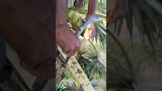 Tell who has eaten palm tree juice nature youtubeshorts [upl. by Elem432]