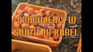 W KOREI KOREAŃSKA JESIEŃ Po polsku Po koreańsku [upl. by Nara]