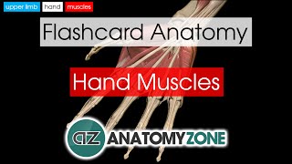 Hand Muscles  Flashcard Anatomy [upl. by Llatsyrk792]