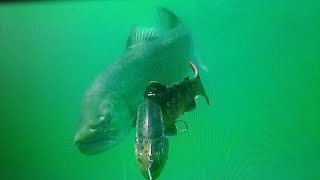 Giant lake trout following 30 LT trout  Lokvarsko lake Croatia [upl. by Olag]