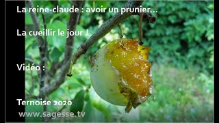 Reineclaude 2020 avoir un prunier Une prune à cueillir le jour J comme Juteuse Planter des arbres [upl. by Ghassan96]