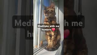 Bengal Cats The Living Art of Meditation [upl. by Jolie]