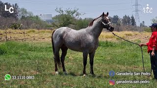 Visita a Ganadería San Pedro 2023  Sementales yeguas de cría y destetes disponibles  Parte 1 [upl. by Remliw936]