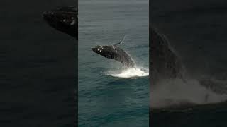 Humpback Whales Breaching whale humpback calf breach baby ocean [upl. by Korman]