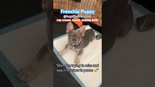 ChillLaxing 🐾💙 shorts funnyshorts frenchie puppy frenchielife frenchbulldog dallasfrenchie [upl. by Schertz]