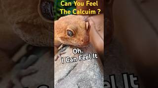 Can You Feel The Calcium Lt Pancake  The Emperors New Gecko funny theemperorsnewgroove gecko [upl. by Martreb]