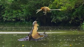 Proboscis Monkeys Jump to cross a river but falls in to crocodile mouth [upl. by Adamik]