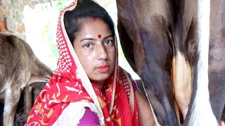 Beautiful Young Lady Milking a Cow By Hand । Channel 96 Episode 152 [upl. by Ardnuahc]