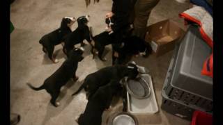 Greater Swiss Mountain Dog  Puppy  First 6 Months [upl. by Divadnoj]