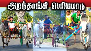 1புதுக்கோட்டைமாகள்ளுசந்துபந்தயம் 12012024 [upl. by Neyuq]