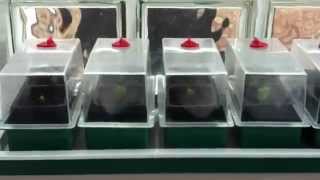 super 7 propagator for how to Geranium propagation [upl. by Llednov]