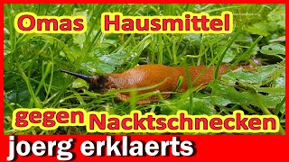 Omas Geheimtipp gegen Schnecken neu entdeckt Nacktschnecken nnatürlich bekämpfen Tutorial No 406 [upl. by Ezana]