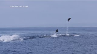 Dolphin video captured off San Diego coast goes viral [upl. by Debi]