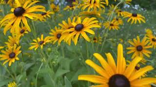 GOLDSTURM BLACK EYED SUSAN [upl. by Calandra]