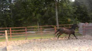 My Hackney Pony Dickey Jumping 2ft [upl. by Gnak]